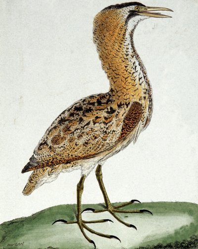 Rohrdommel von Francois Nicolas Martinet