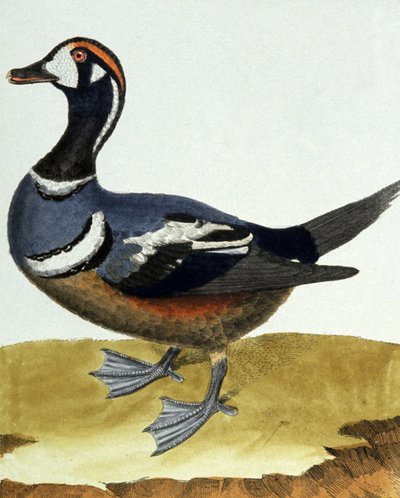 Halsbandente von Francois Nicolas Martinet