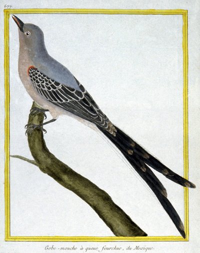 Fliegen von Francois Nicolas Martinet