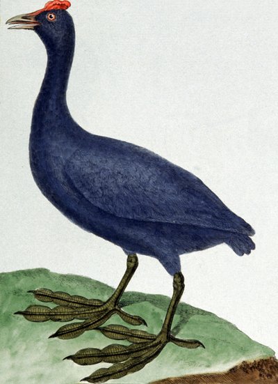 Madagaskar von Francois Nicolas Martinet