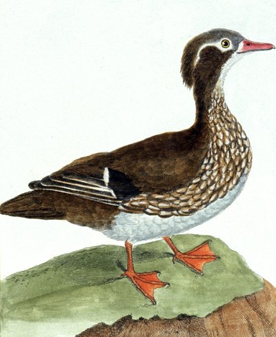 Die Krickente von Francois Nicolas Martinet
