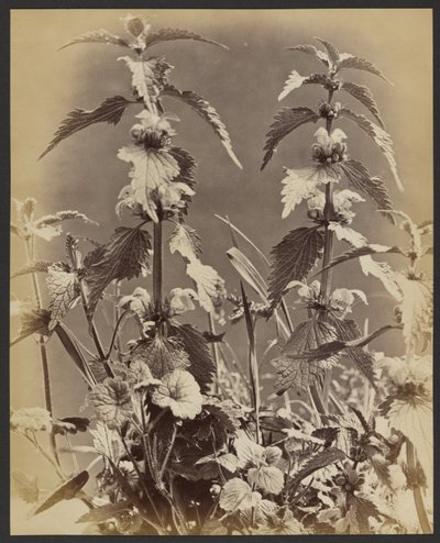 Blumenstudie von Frank Mason Good