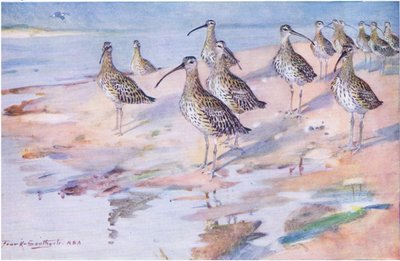 Brachvögel am Blakeney Point von Frank Southgate