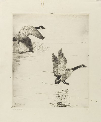 Gänse landen von Frank Weston Benson