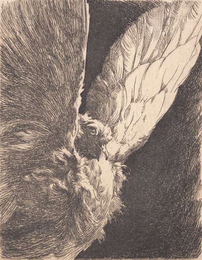 Eine Taube von Frans Schwartz