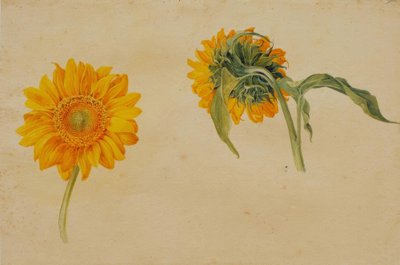 Sonnenblumen von Franz Horny