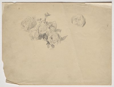 Rosenstudie von Franz von Matsch