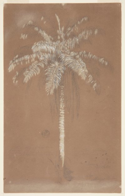 Abaye Palm, Mt. Salus, Jamaika von Frederic Edwin Church
