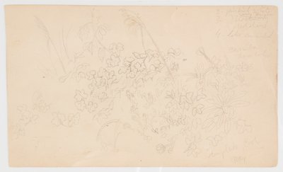 Botanische Skizzen von Frederic Edwin Church
