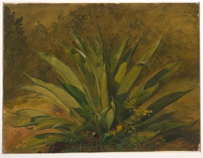 Botanische Studie von Frederic Edwin Church