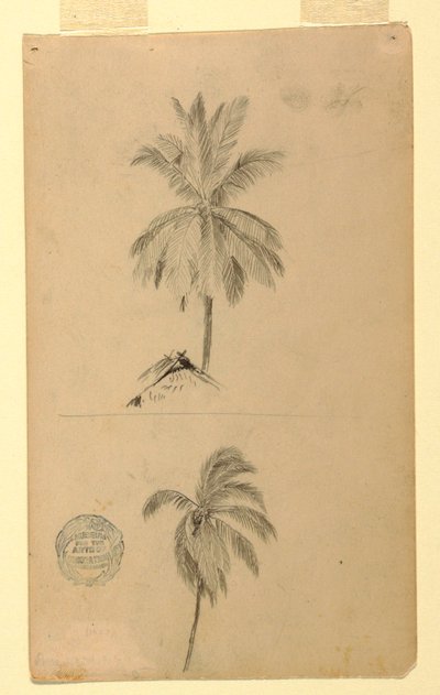 Zeichnungen. Zwei Skizzen. Palmen. von Frederic Edwin Church