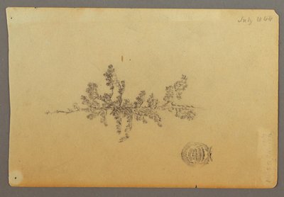 Immergrüner Baum von Frederic Edwin Church