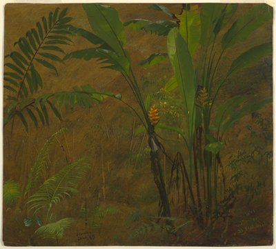 Farne und wilde Kochbanane, Jamaika von Frederic Edwin Church