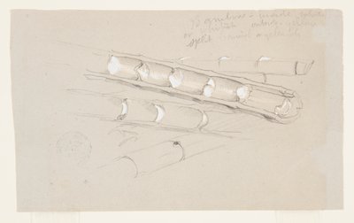Studie von Bambus von Frederic Edwin Church