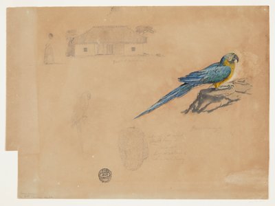 Studie einer Guacamaya, Bogotá, Kolumbien von Frederic Edwin Church