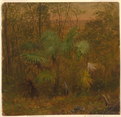 Thatch-Palme, Jamaika von Frederic Edwin Church