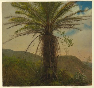 Baumfarn, Jamaika, Juli 1865 von Frederic Edwin Church