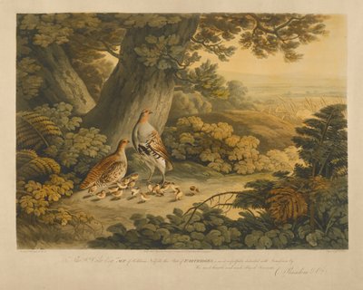 Rebhühner von Frederick Christian Lewis