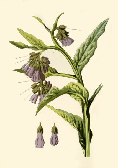 Beinwell von Frederick Edward Hulme