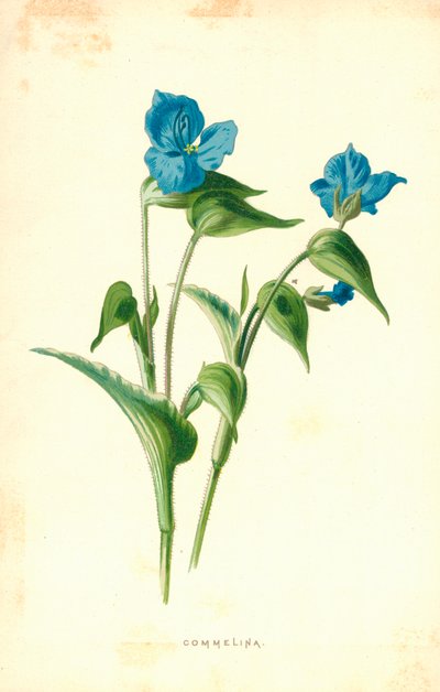 Commelina von Frederick Edward Hulme