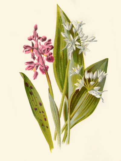 Gemeine Orchis und Breitblättriger Knoblauch, 1877 von Frederick Edward Hulme