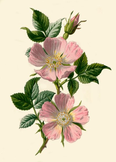 Hundsrose, 1877 von Frederick Edward Hulme