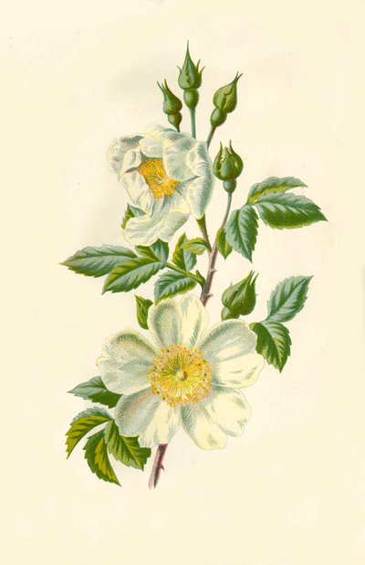 Feldrose, 1877 von Frederick Edward Hulme