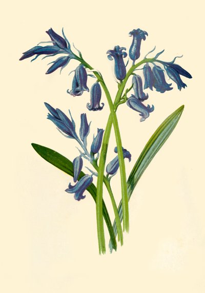 Hyazinthe, 1877 von Frederick Edward Hulme