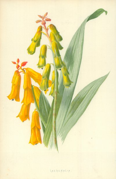 Lachenalia von Frederick Edward Hulme