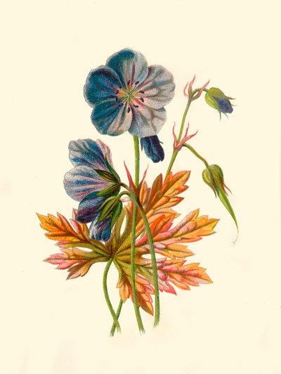 Storchschnabel, 1877 von Frederick Edward Hulme