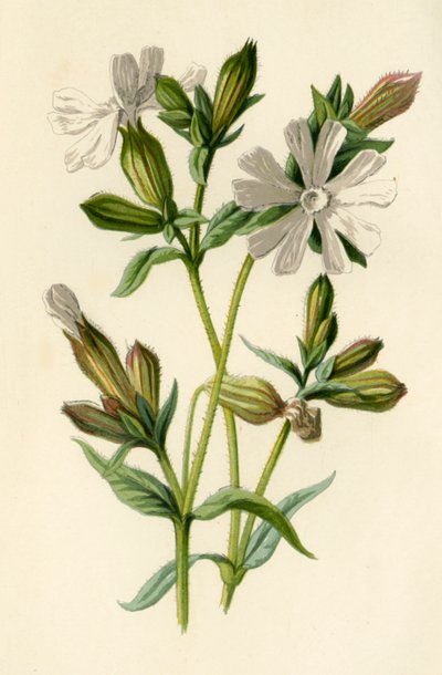 Weiße Lichtnelke, 1877 von Frederick Edward Hulme