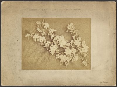 Apfelblüte von Frederick H. Hollyer