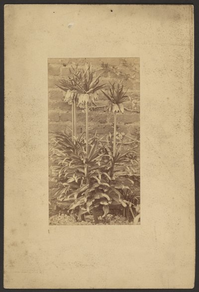 Pflanze von Frederick H. Hollyer