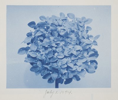 Ohne Titel, 1. Juli von Frederick K. Coulson