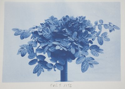 Ohne Titel, 9. Oktober von Frederick K. Coulson