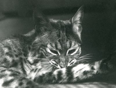 Ein Bay-Luchs, der sich pflegt von Frederick William Bond