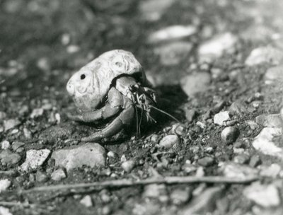 Ein Land-Einsiedlerkrebs, London Zoo von Frederick William Bond