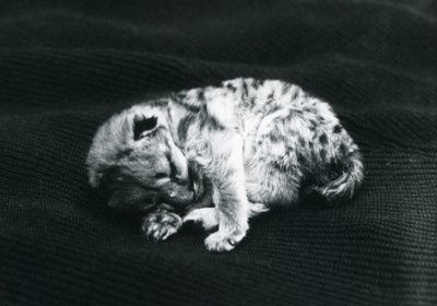 Ein Puma-Junges im Londoner Zoo von Frederick William Bond