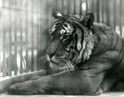 Tiger Sam im Londoner Zoo, 1925 von Frederick William Bond