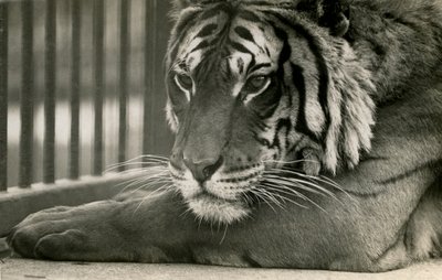 Tiger Sam im Londoner Zoo, 1925 von Frederick William Bond