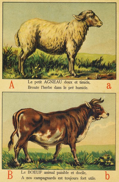A als Lamm und B als Rindfleisch von French School