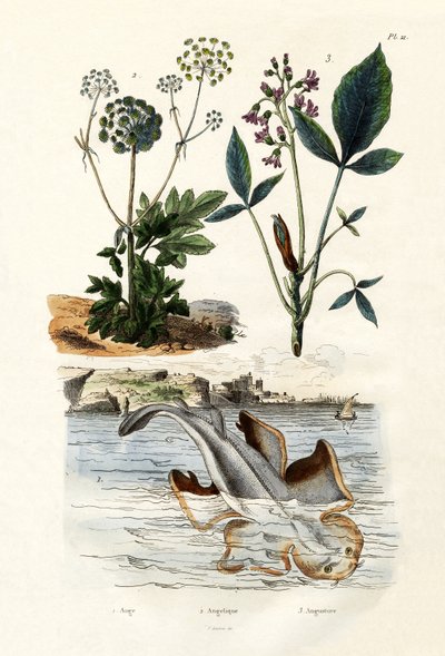 Engelhai, 1833-39 von French School
