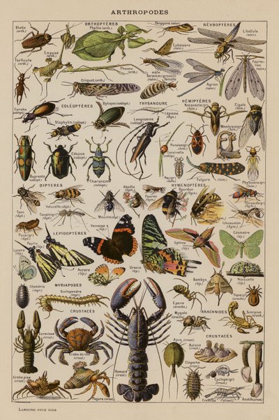 Arthropoden (Farblithografie) von French School