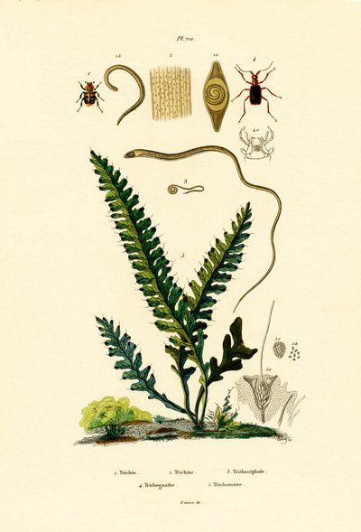 Bienenkäfer von French School