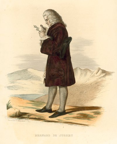 Bernard de Jussieu von French School