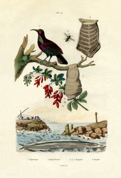 Paradiesvogel von French School