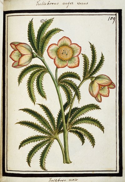 Schwarze Nieswurz, ca. 1700 von French School
