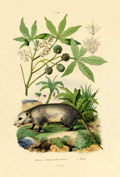 Gewöhnliches Opossum von French School