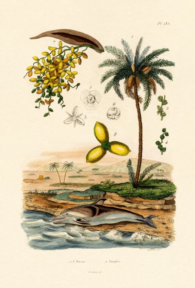 Dattelpalme von French School