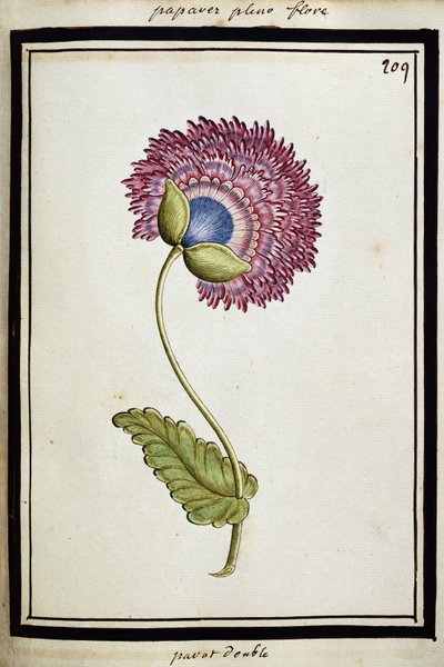 Doppelte Mohnblume von French School